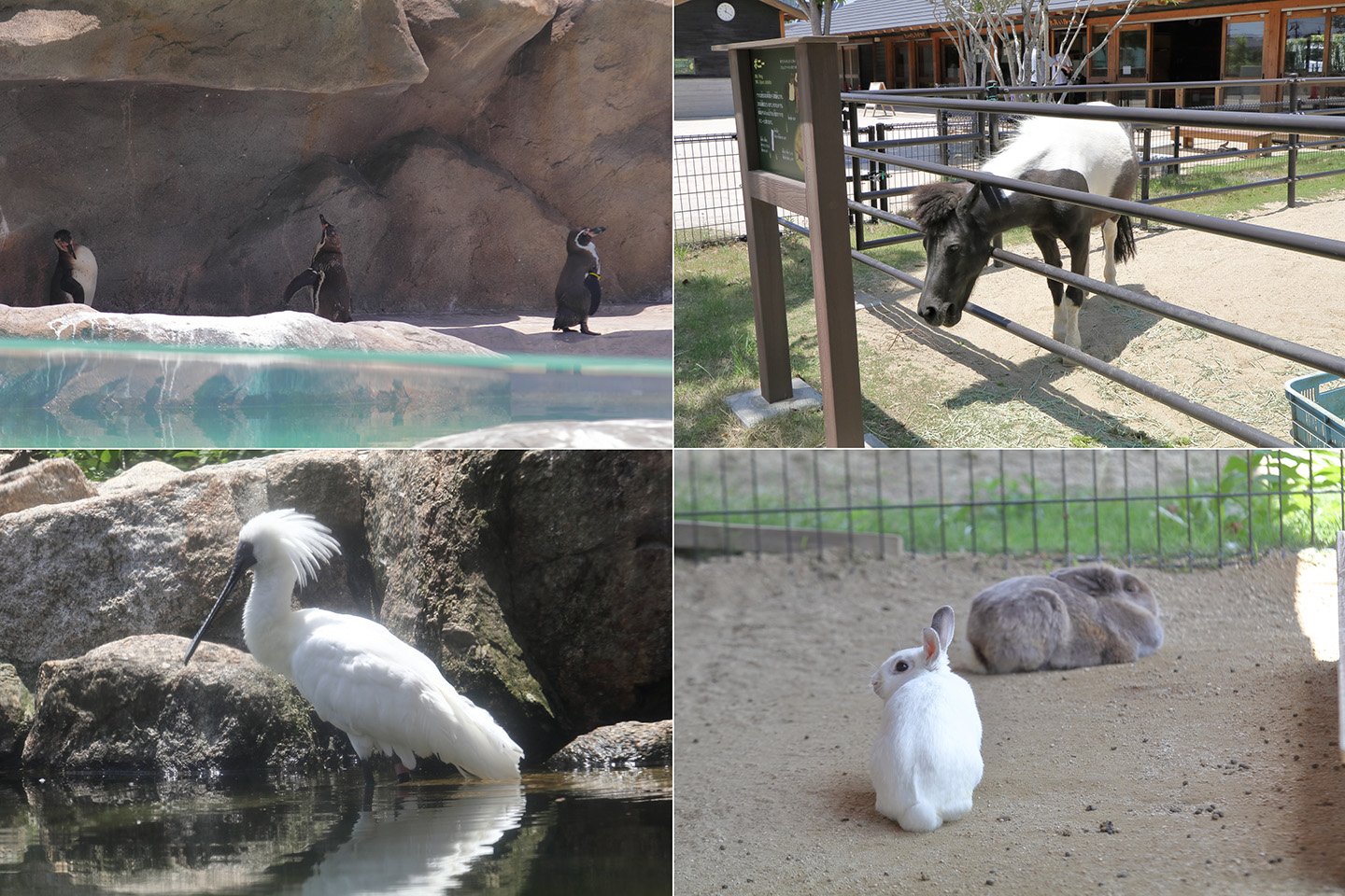 🐘 슈난시 도쿠야마 동물원 이미지 7